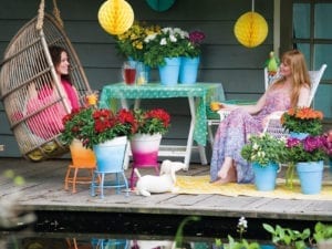 Colorita Royal Van Zanten