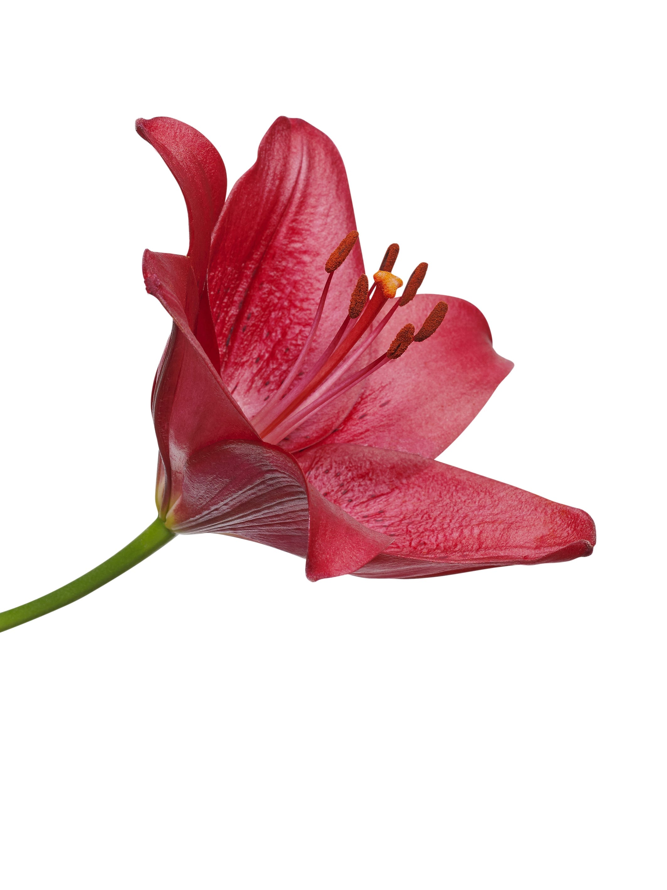 Lilium Redstone close (2) Royal Van Zanten