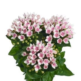 Royal Two Tone Pink®