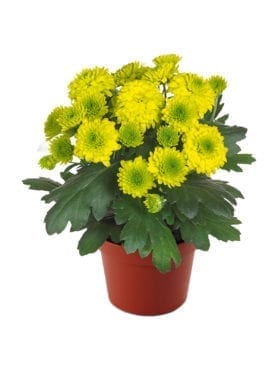 Blooming Beauty™ Green