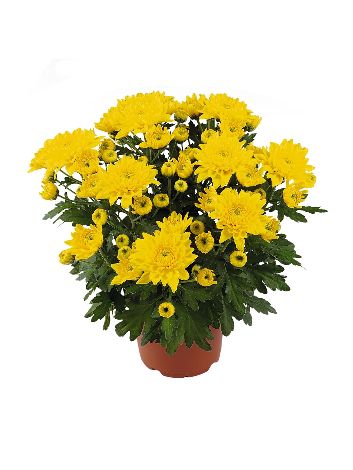 Mount Pleasant Royal Van Zanten Mount Pleasant Royal Van Zanten