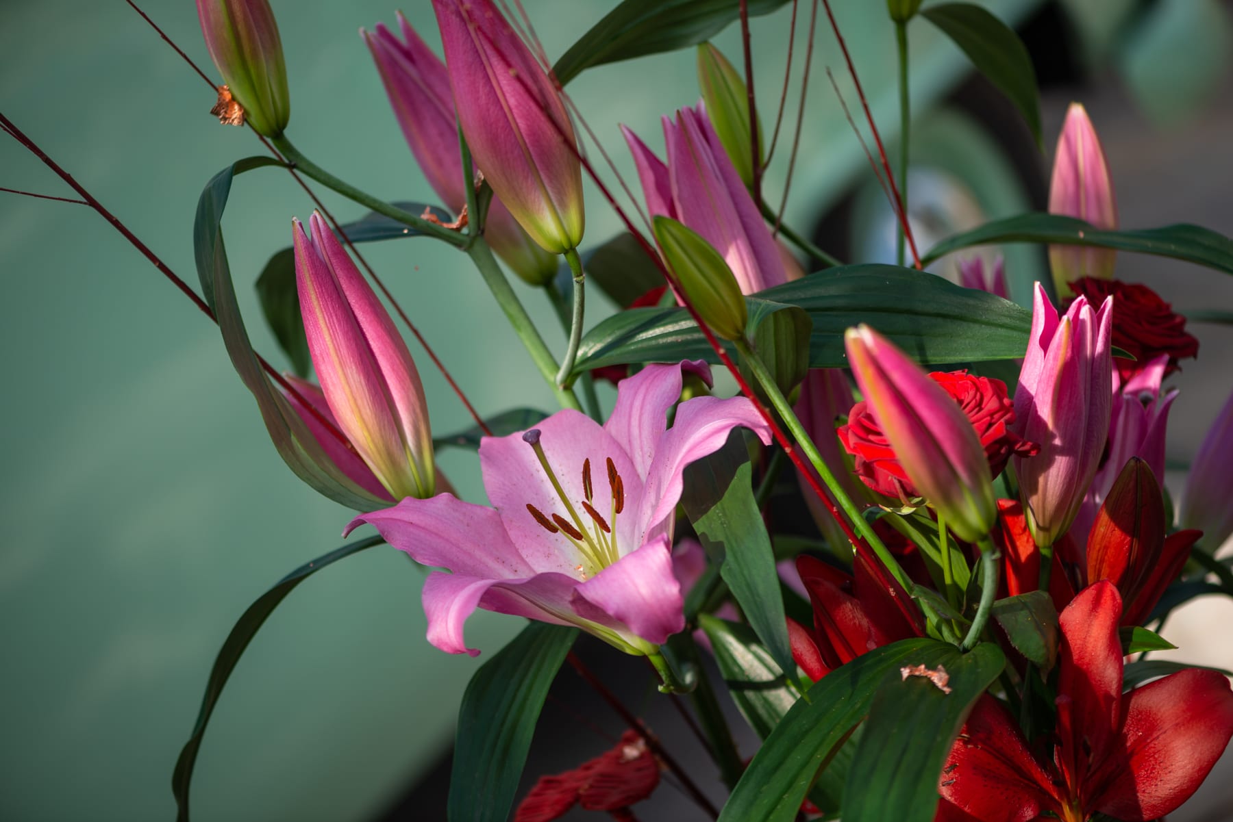 StepbyStep Lilies for Mother's Day! Royal Van Zanten
