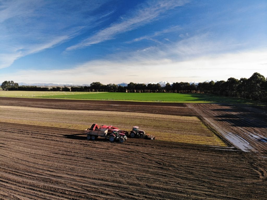 Lily bulbs from New Zealand Royal Van Zanten