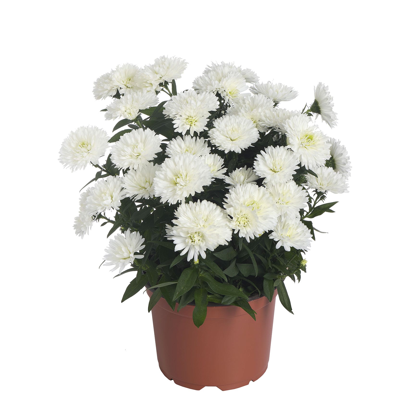 Showmakers Arctic White Royal Van Zanten