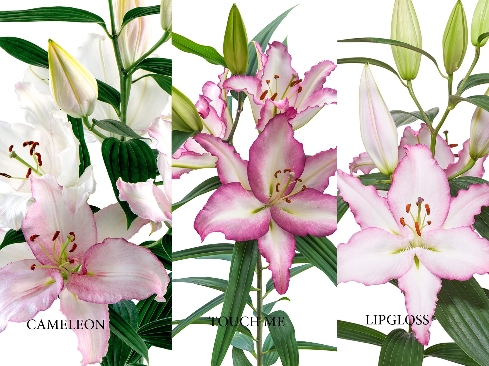 Never a dull moment with Lilies that change colour Royal Van Zanten