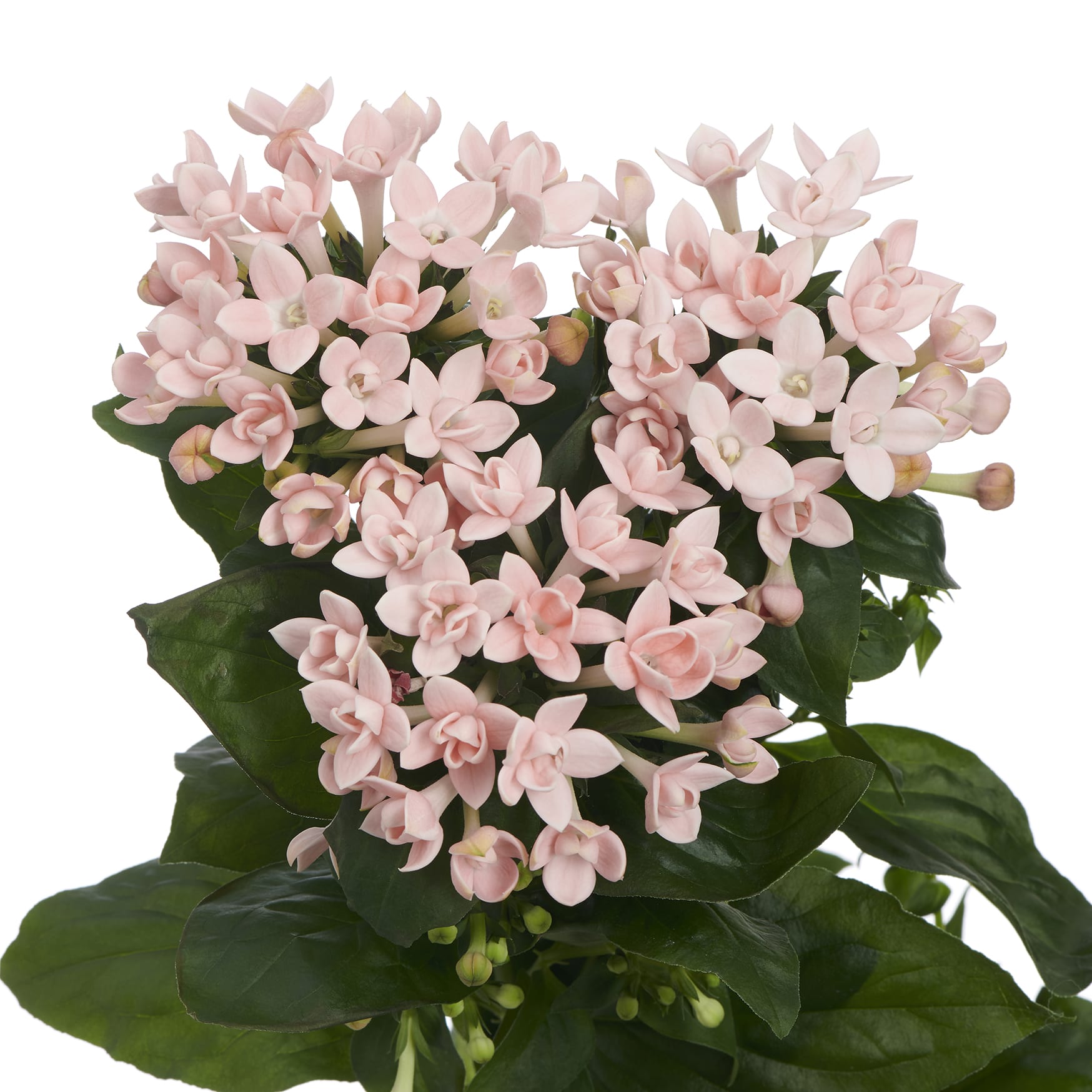 Diamond Salmon Royal Van Zanten