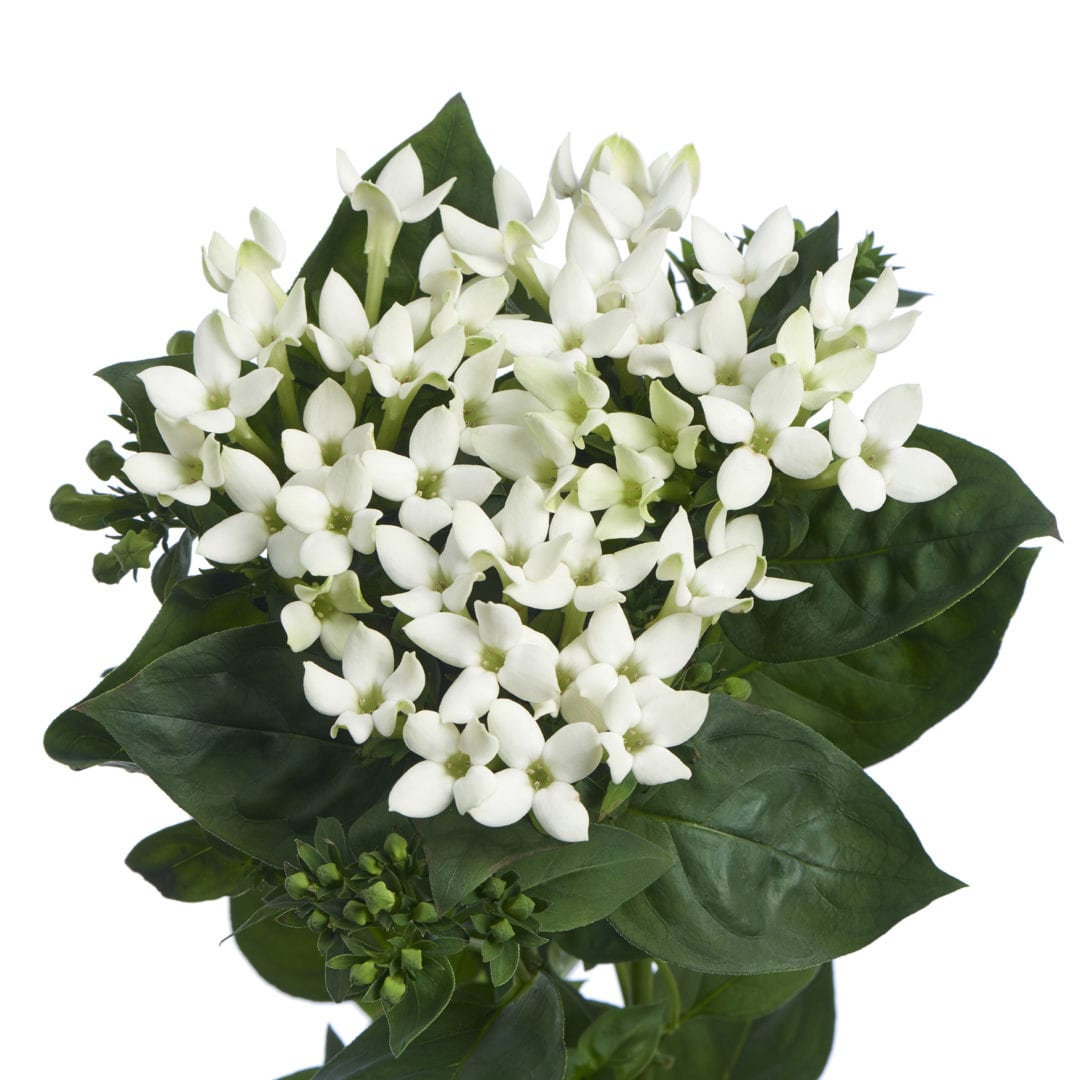 Royal White Verde Royal Van Zanten