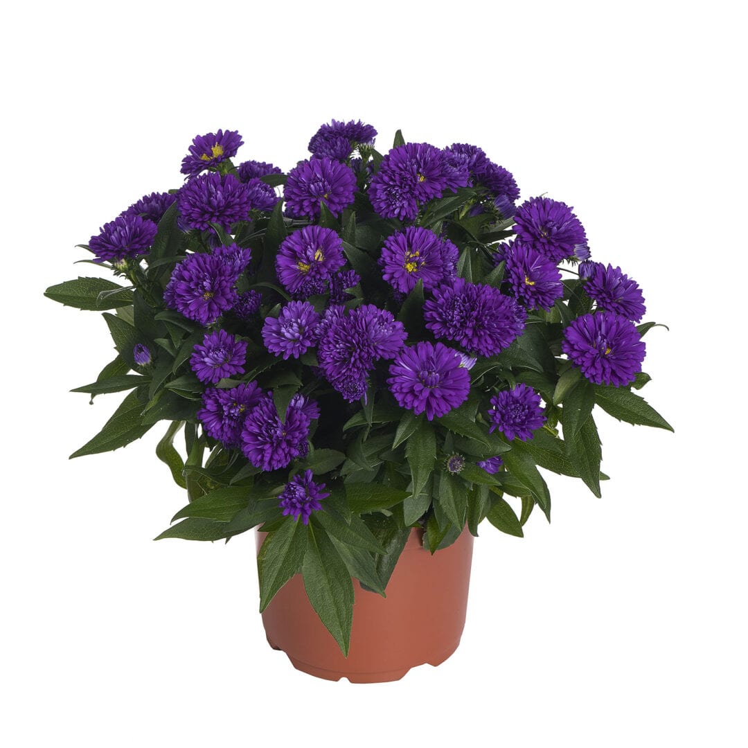 Infigo Ice Showmakers® Indigo Ice - Royal Van Zanten