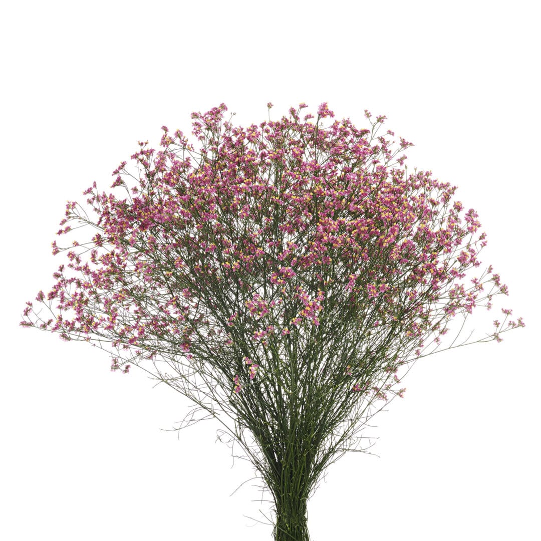 China Passion® Royal Van Zanten