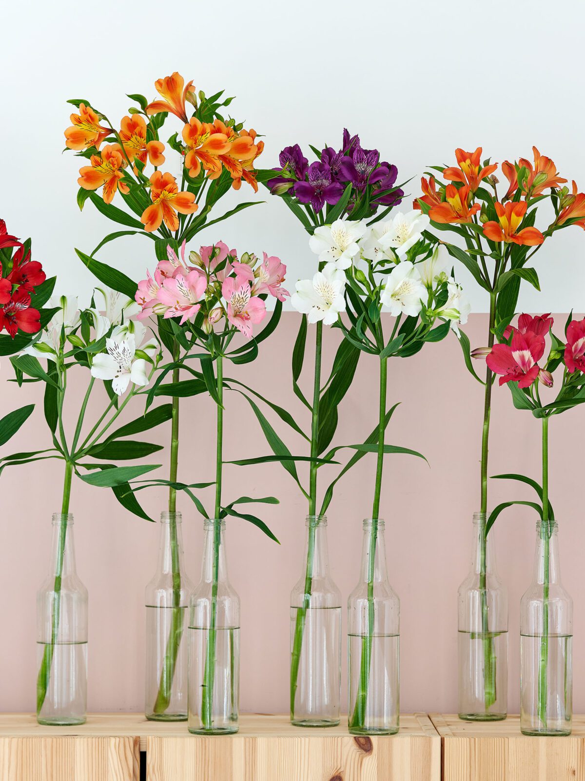 Alstroemeria: robust & radiant