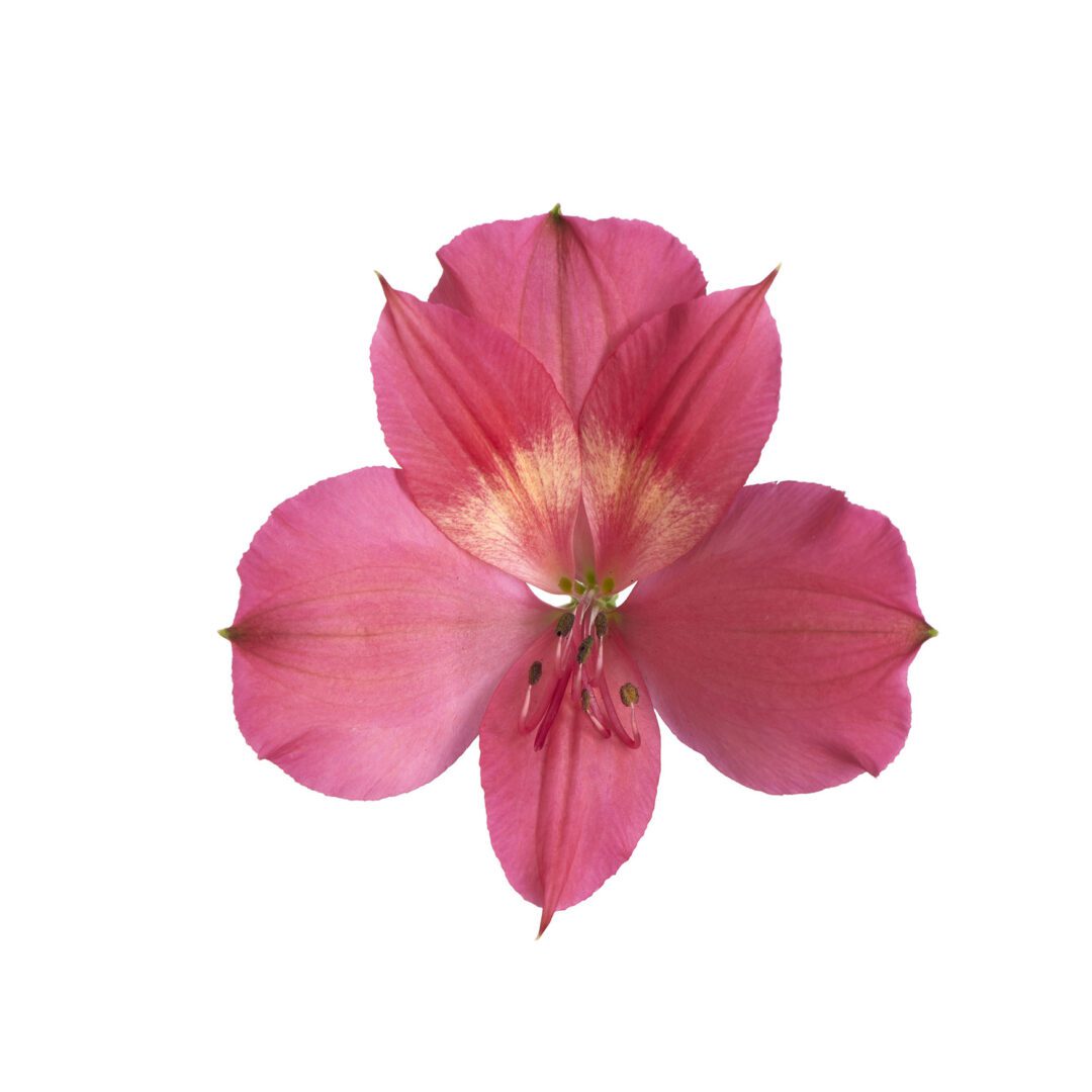 Alstroemeria ‘Intenz Dark Pink’: intensely pink & streak-free - Royal ...