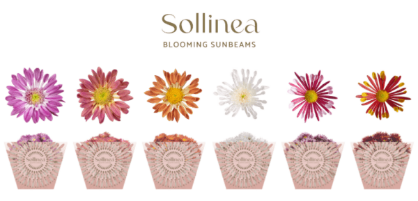 Sollinea collection 2022