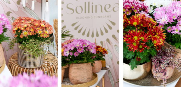 Sollinea in plant shop - Flowertrials