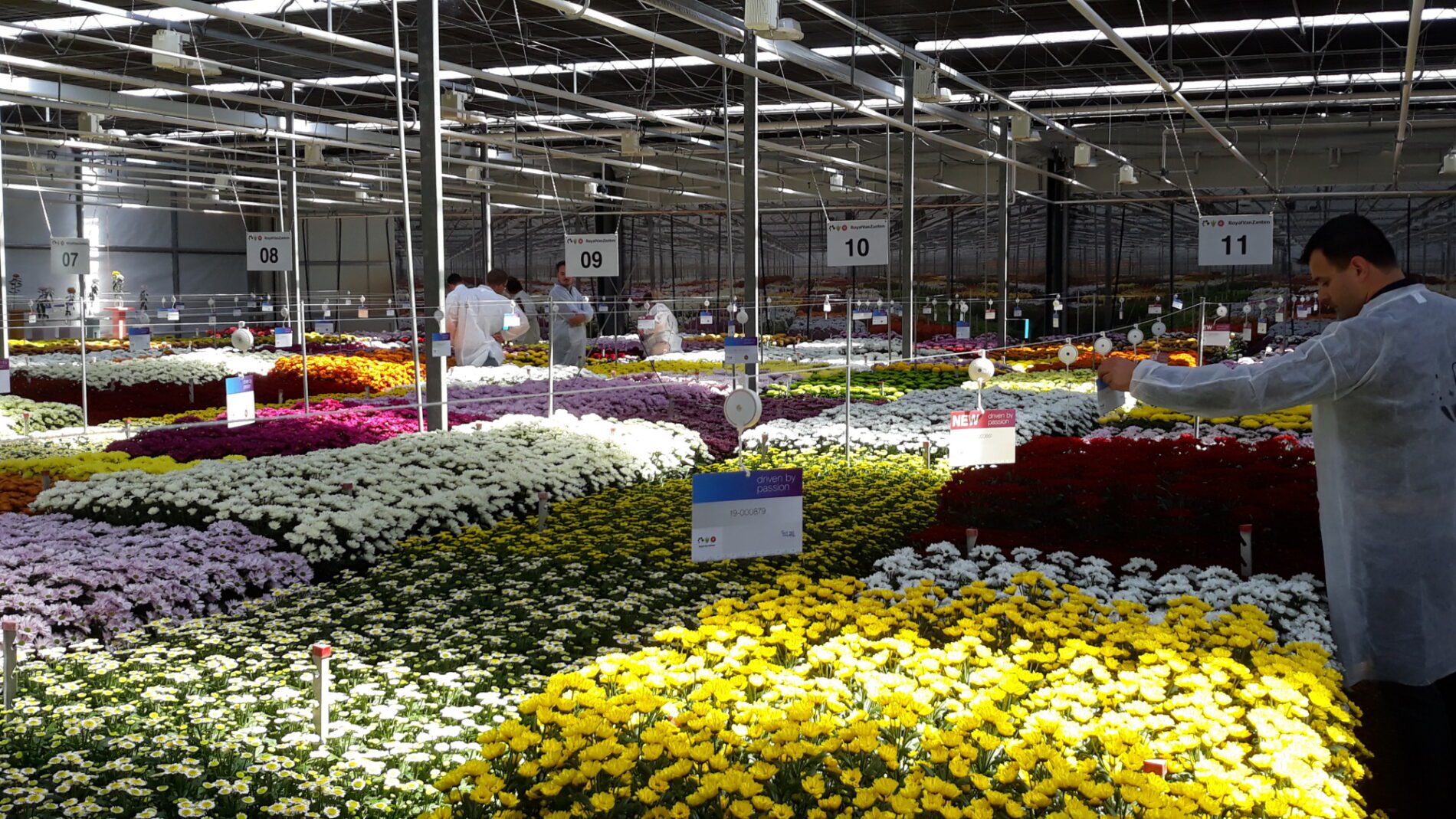 Bloeiproef snijchrysant week 43 royal van zanten