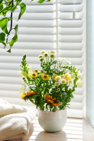 Chrysanthemum_santini_sun-up _ 12_Preview