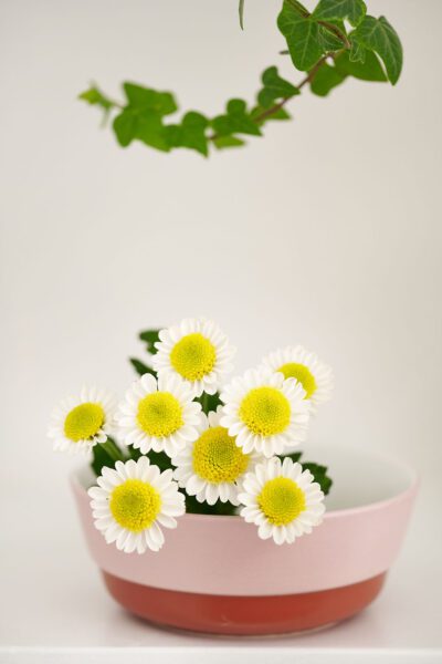 Chrysanthemum_santini_sun-up _ 34_Preview