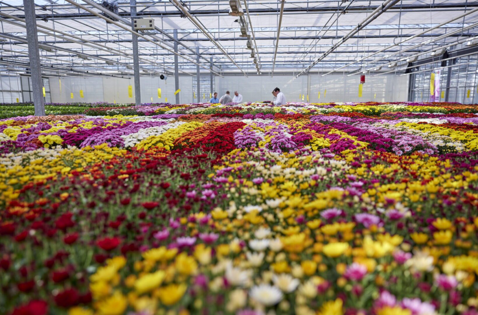 Bloeiproef Pot & Bedding week 15 Royal Van Zanten