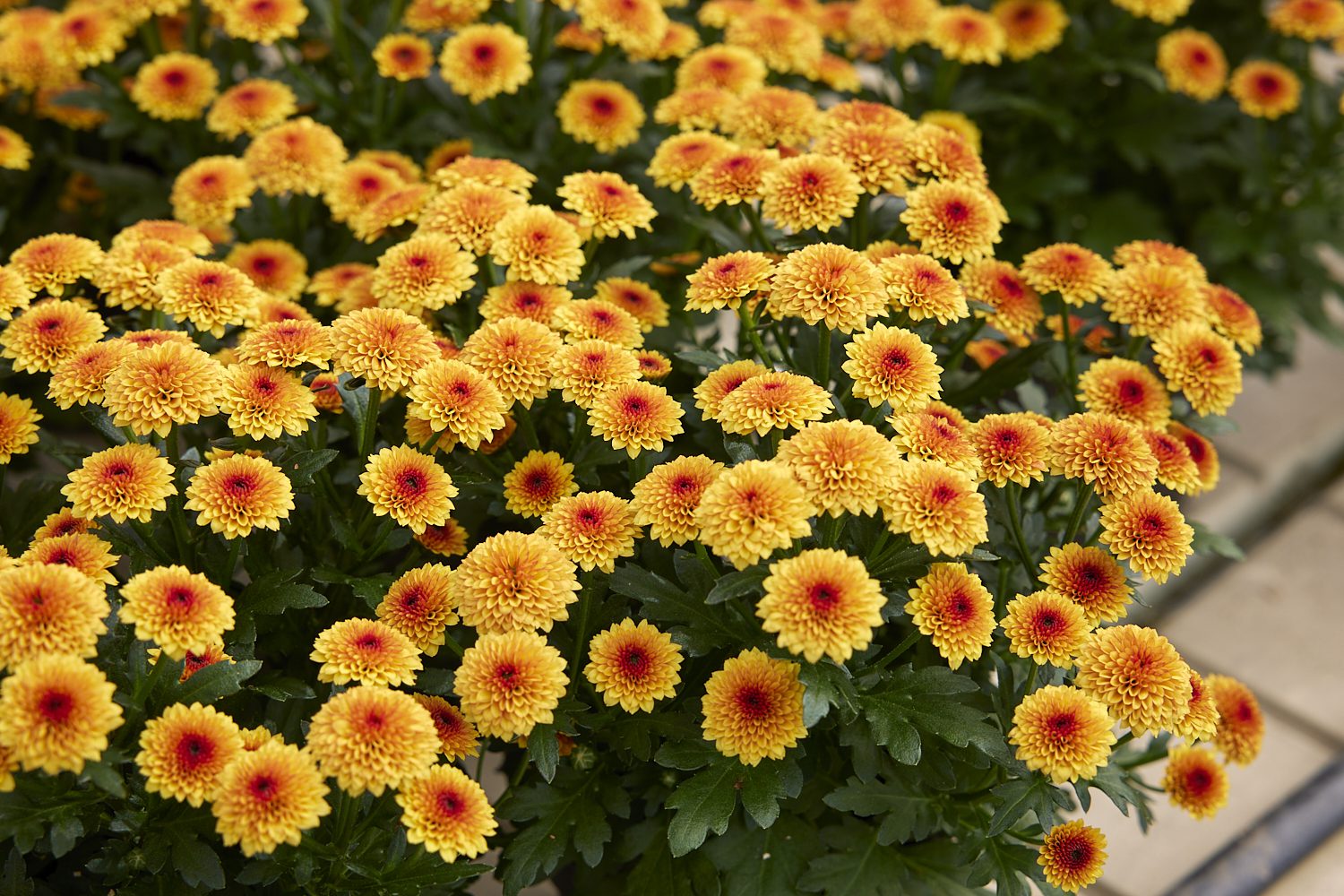 Bloeiproef Pot & Bedding week 15 Royal Van Zanten