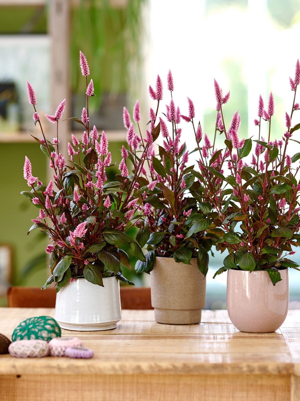 Celosia Wild: fully natural
