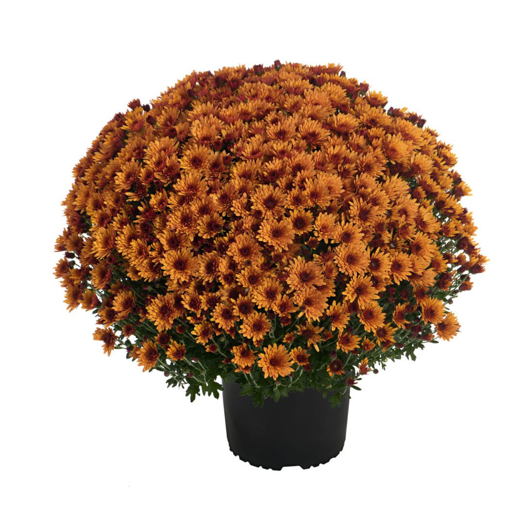 AstriX® Orange