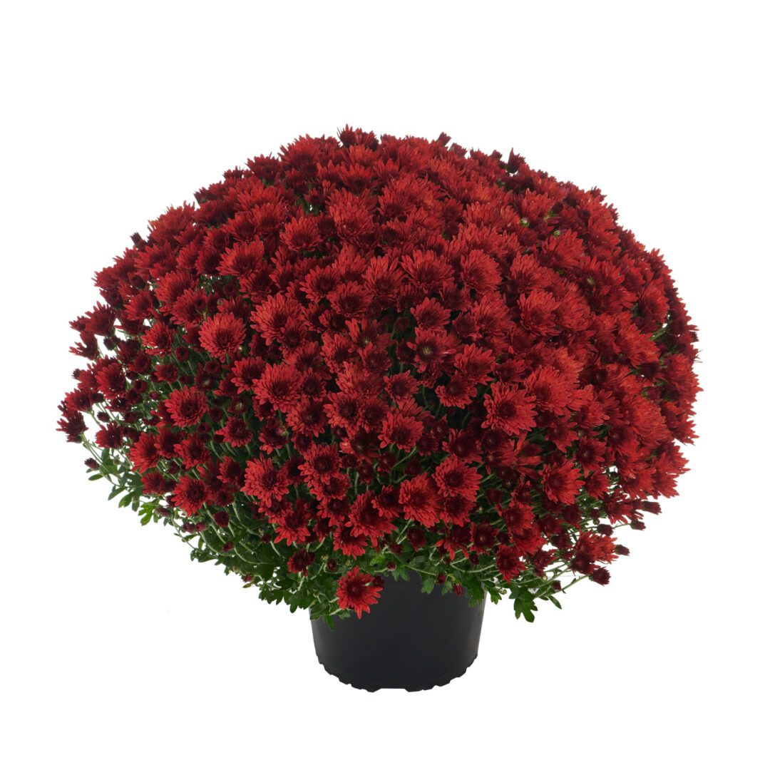 AstriX® Red
