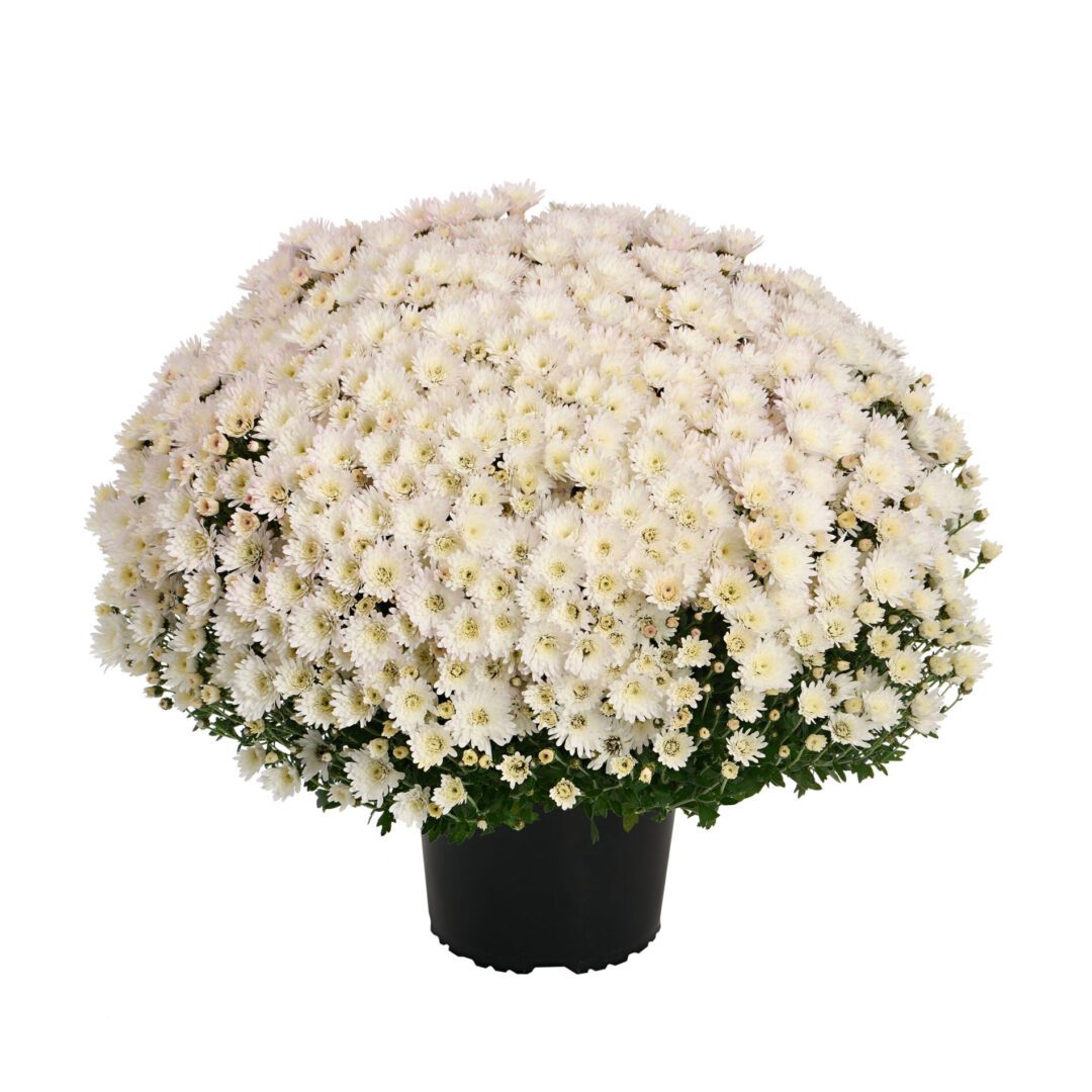 AstriX White Royal Van Zanten