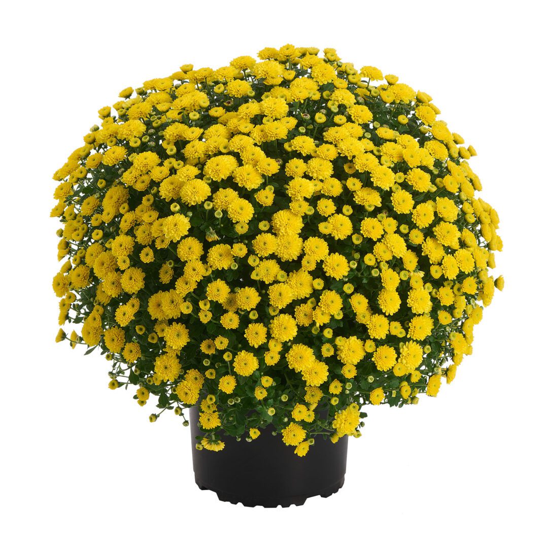 AleXia® Yellow