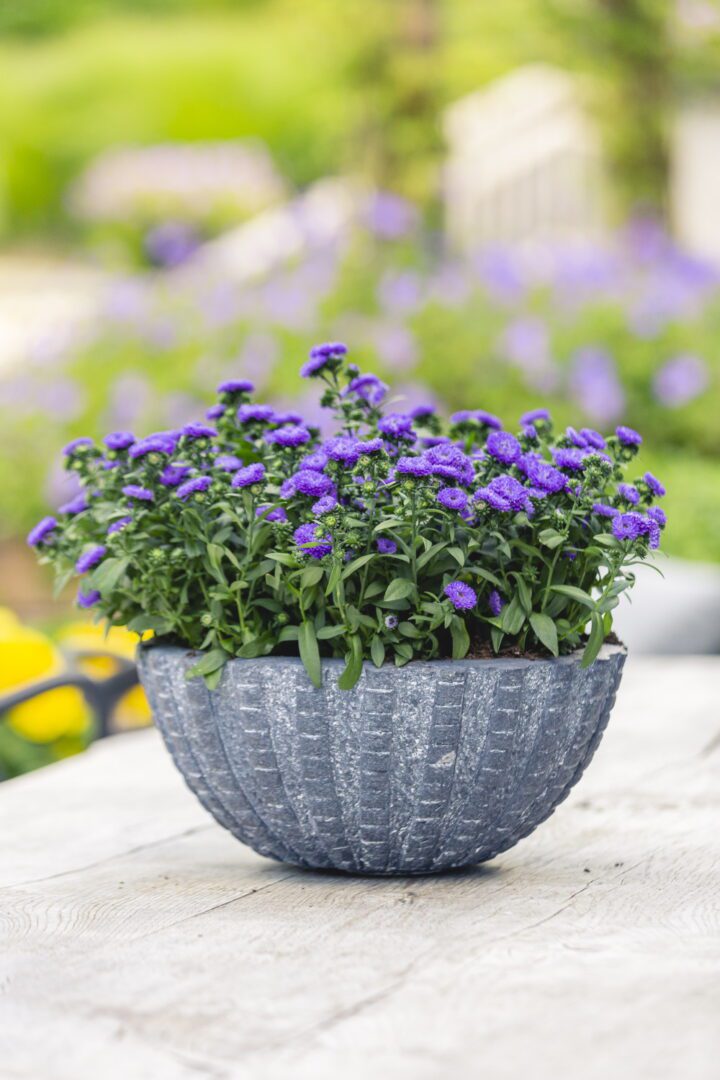 Showmakers: for a colourful summer and early autumn