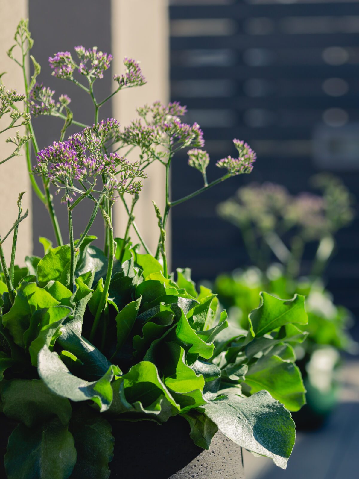Creating a Magical Oasis with Salt Lake® Limonium