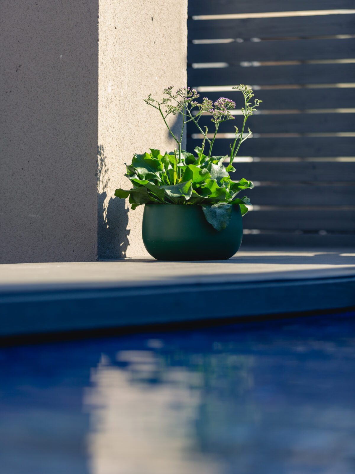 Creëer een magische oase met Salt Lake® Limonium