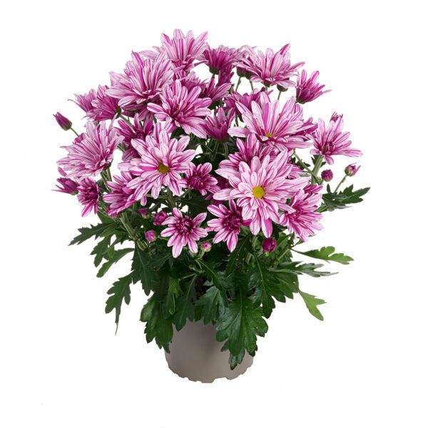 RVZ-potchrysant_Artistic® Rosy_16-000892_Preview