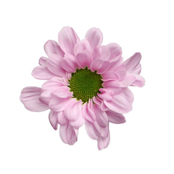RVZ_Potschrysant_bouquet_pink_17-001062_bloem-preview