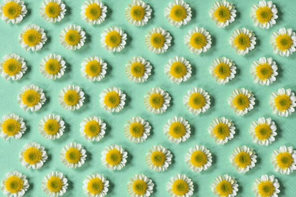 RVZ_sun-up 11preview