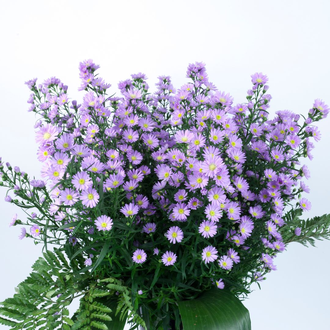 Let your summer bouquets shine with stunning asters!