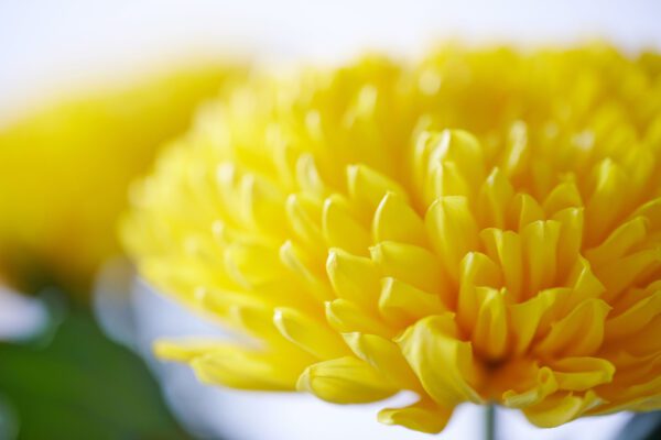 RVZ_pluischrysant_Leto_dyn_ 11_Preview