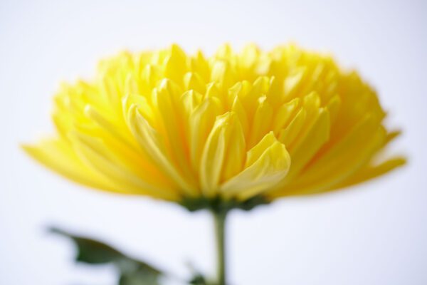 RVZ_pluischrysant_Leto_dyn_ 2_Preview