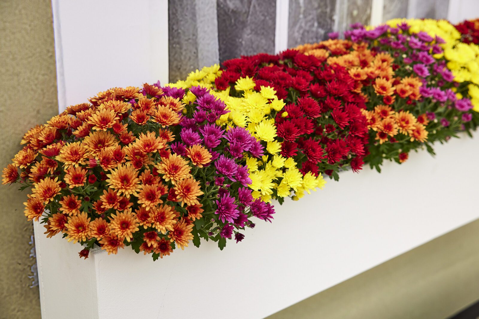 Bolchrysant musthave voor een kleurrijke herfsttuin! Royal Van Zanten