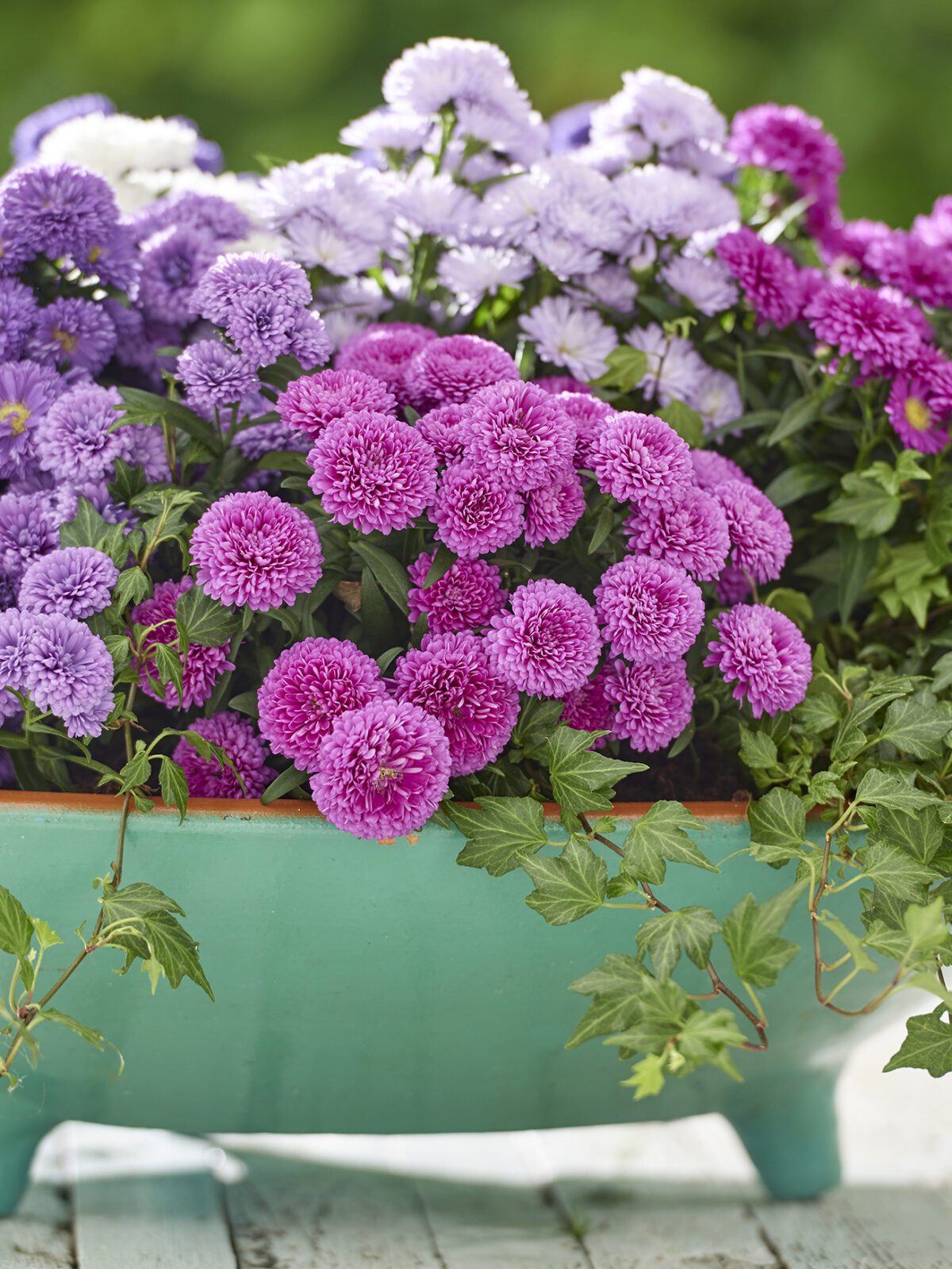 Asters – de kleurrijke vaste plant voor in pot én tuinborder