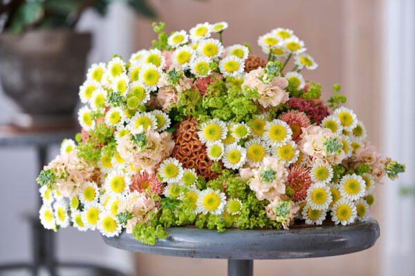 RVZ_sun-up_ 26_Preview