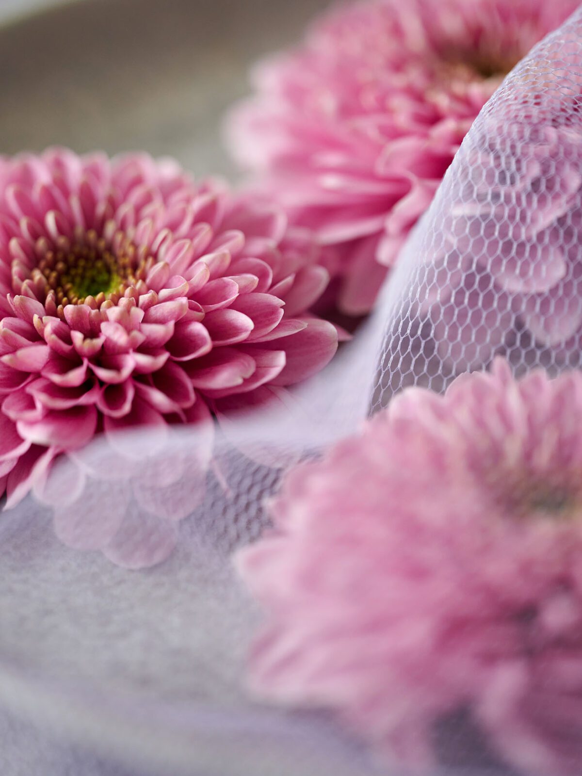 Fabienne schittert allang niet meer alleen