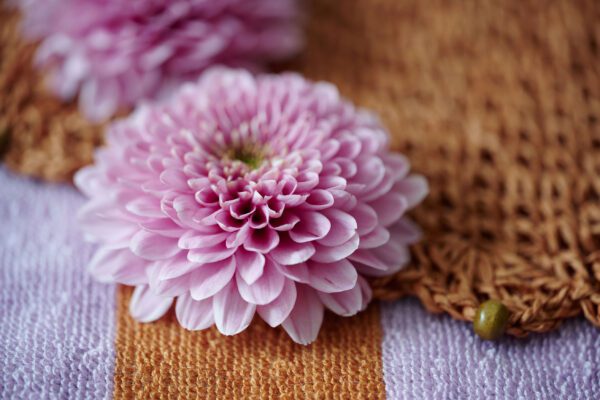 RVZ_fabienne_ 31_preview