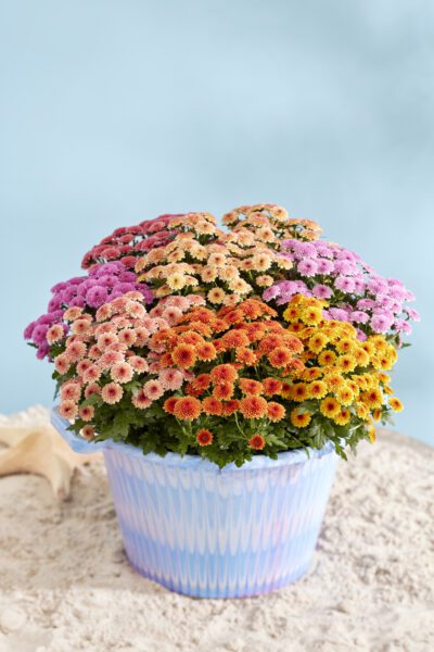 Coupe Floret_Chry-JellyFish-4883