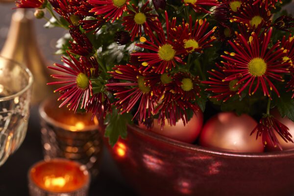 Chry-Sollinea-Lucifer-kerst-cu-1h