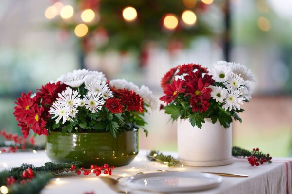 wit -potchrysant_coup-royale_kerst_ 1_preview