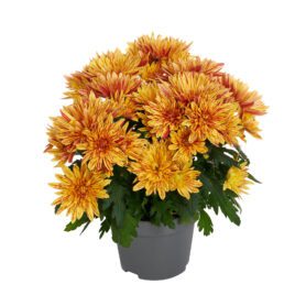 Artistic® Jeff Apricot