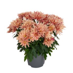 Artistic® Jeff Terra