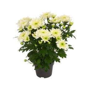 Mount® Aubert Creme