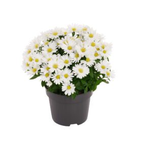 Tiara® Quartz White