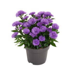 Showmakers® Silver Blue