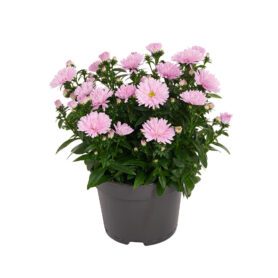 Showmakers® Sweet Pink